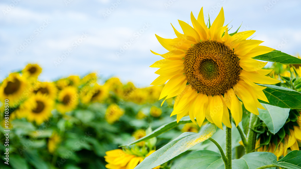 Sunflower blossom in foreground in a field