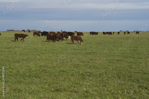 Grass feed, Cow, La Pampa, Argentina