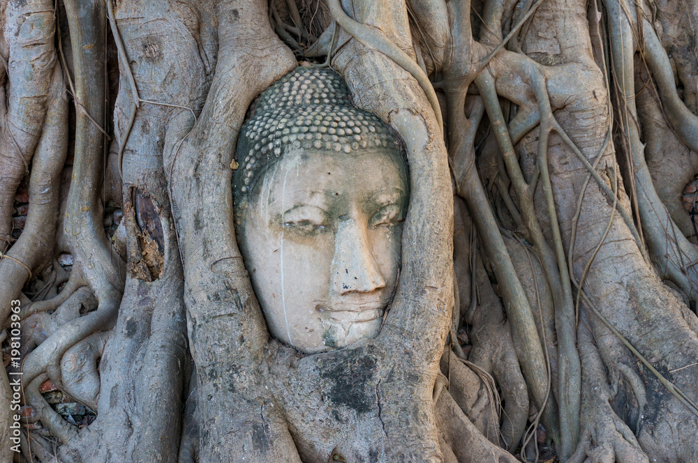 Head of the Buddha entangled in tree roots