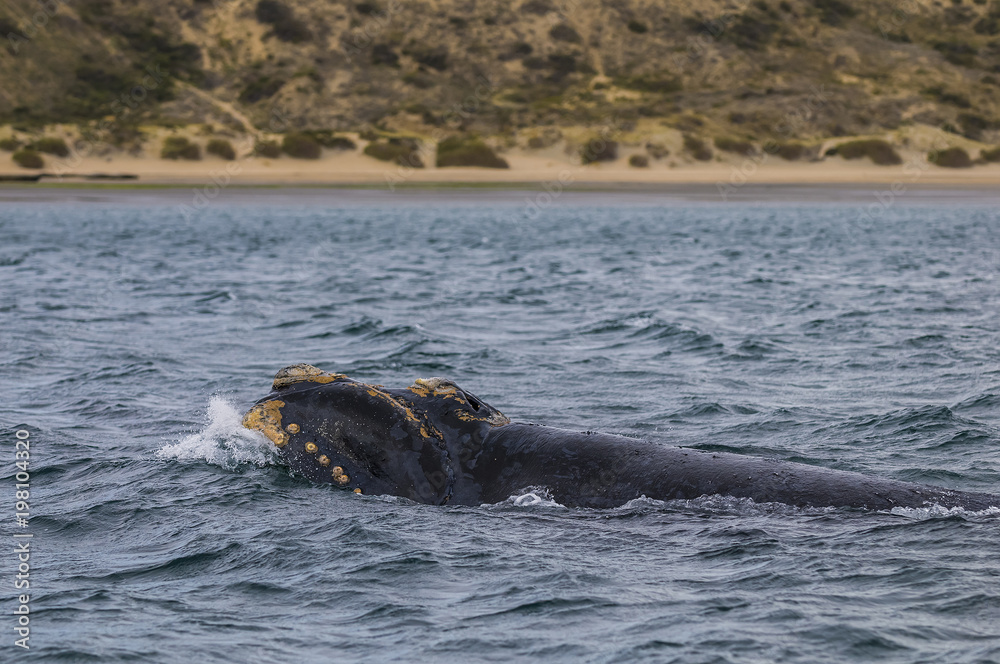 Fototapeta premium Whale on surface, Patagonia