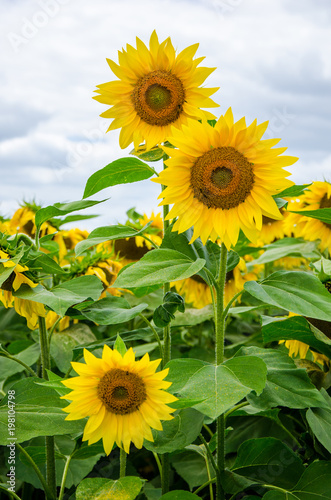 Sunflower blossoms in a field