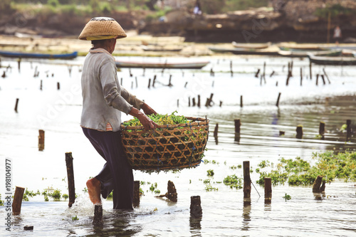 Farmer collecting seaweed plantations at seaweed farm in Nusa Penida, Indonesia photo