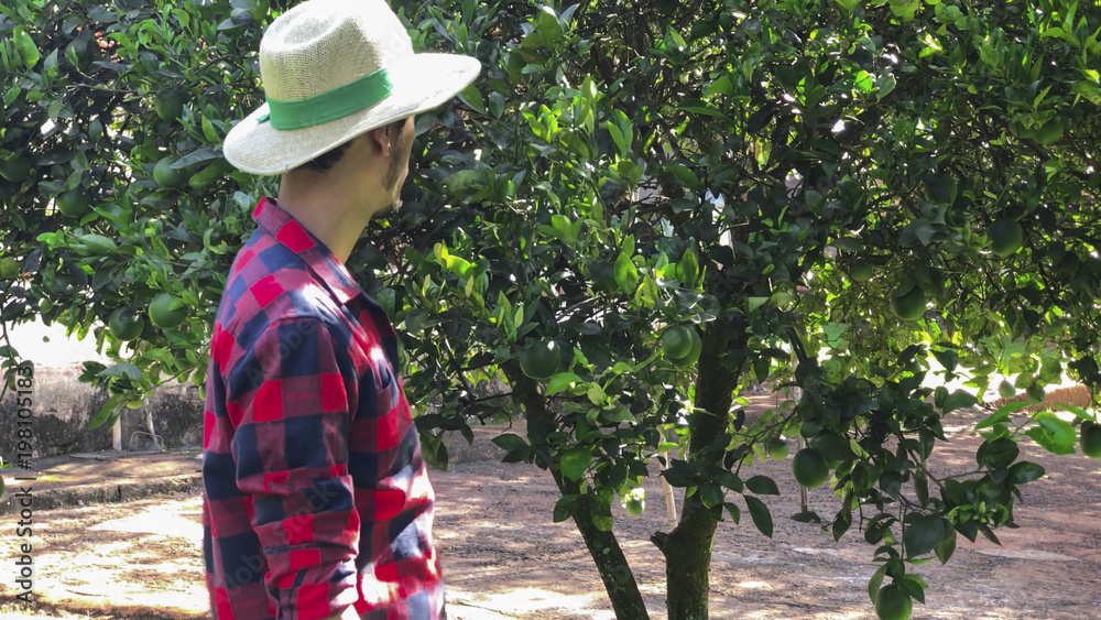 Farmer or worker with hat looking for camera in front of orange tree. Organic Plantation Concept Image.