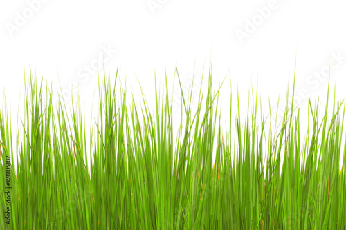 Green long grass isolated on a white background