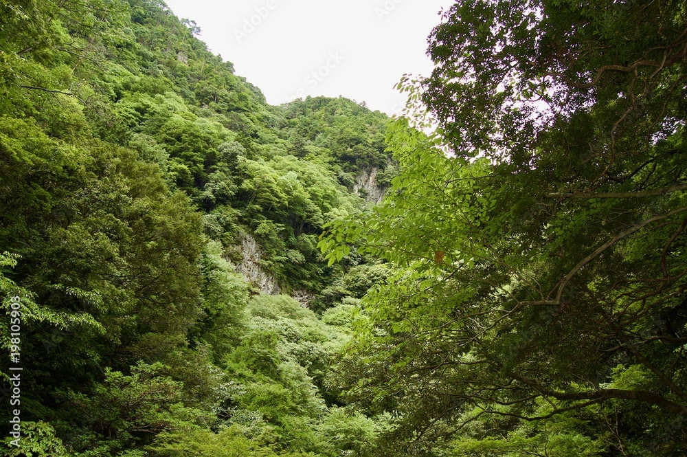 Akame 48 Waterfalls: Valley view showing the giant trees, untouched nature and lush vegetation next to cascading waterfalls & natural pools in rural Japan close to Osaka Akame 48 Waterfalls: Valley view showing the giant trees, untouched nature and lush vegetation next to cascading waterfalls & natural pools in rural Japan close to Osaka