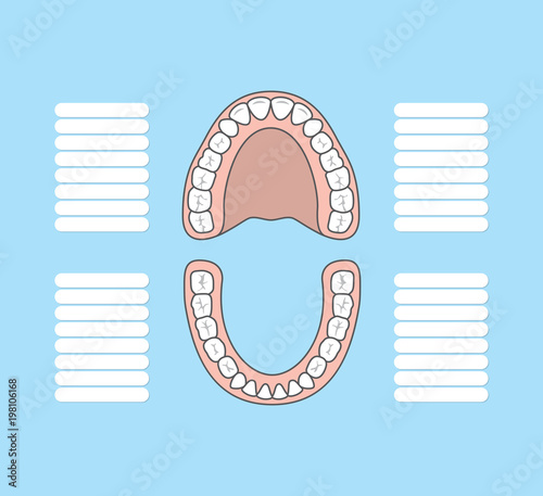 Tooth chart blank illustration vector on blue background. Dental concept.