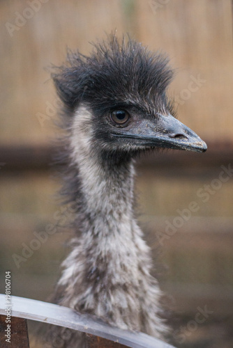 ostrich looks at the frame photo