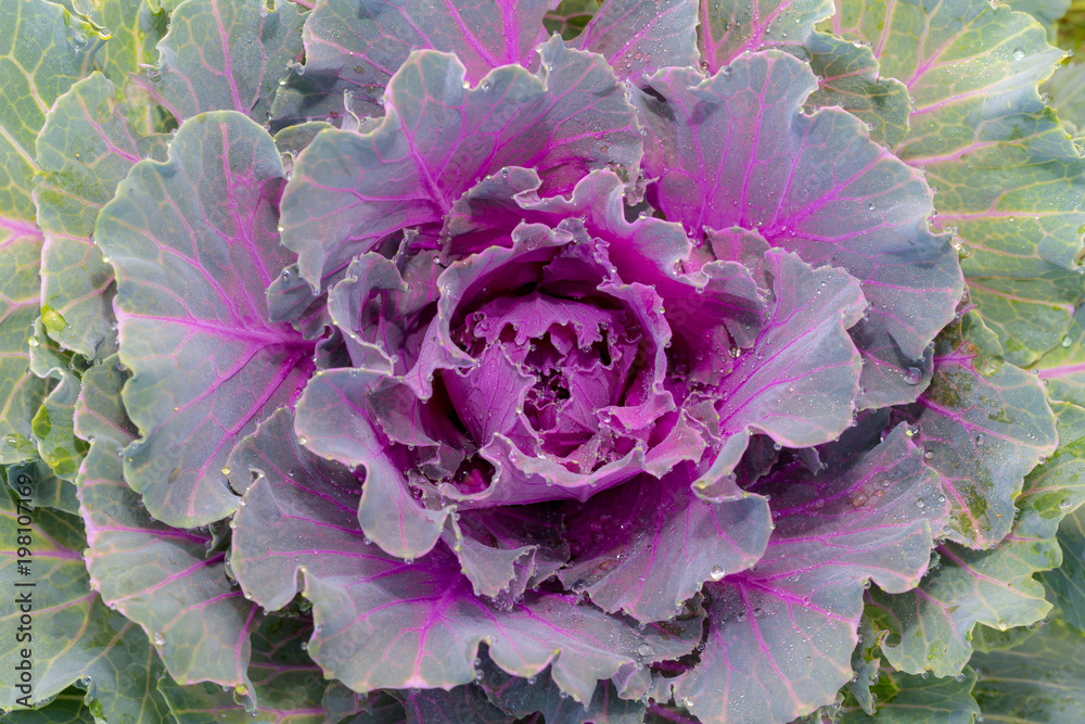 Obraz premium Purple cabbage plant