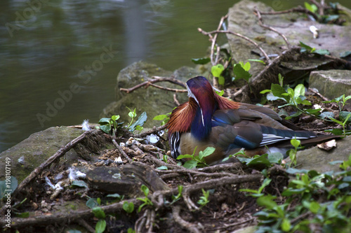 Male Mandarin Duck sitting on a nest