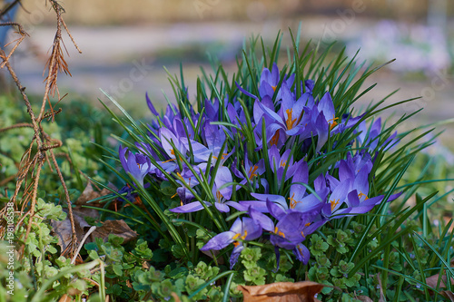 Crocusses in a park in the middle of munich photo