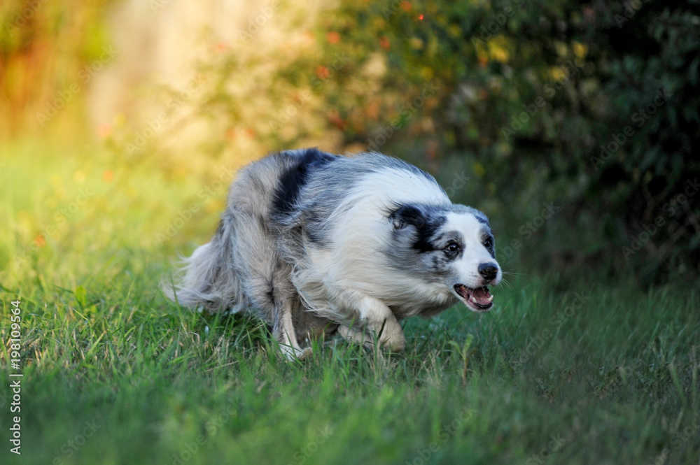 Australian deals shepherd hunting