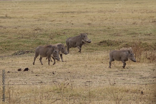 warthog  Serengeti  Tanzania  Africa