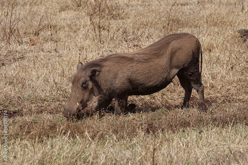 warthog, Serengeti, Tanzania, Africa photo