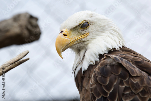 Bald eagle in a cage looks defiantly at the world outside. Nictitating membrane protecting the bird's eye is visible.