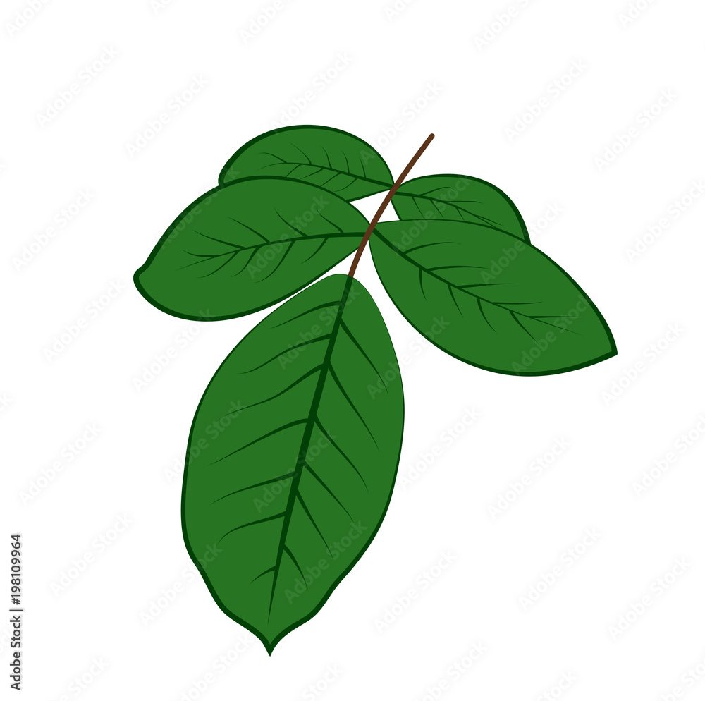 Fototapeta premium Vector illustration, flat cartoon green rose leaves isolated on white background