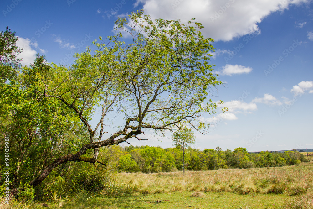 Fototapeta premium Arbol