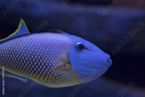 Colorful reef fish