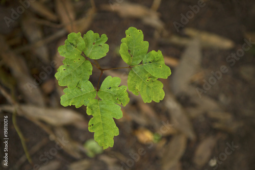 Poison Oak growing in the forest