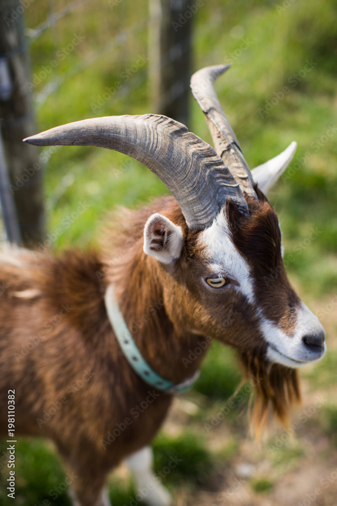 Buck Goat closeup brown horns farm Buck Goat closeup brown horns farm