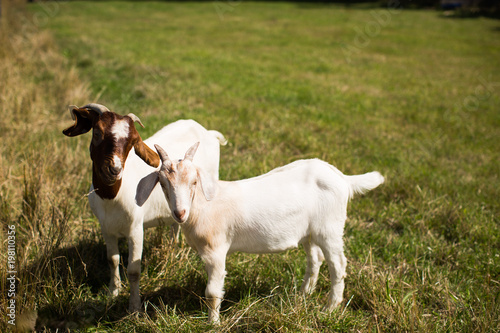Two White and brown goats in a grass pasture