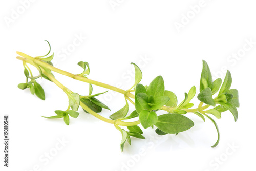 Thyme fresh herb young isolated.