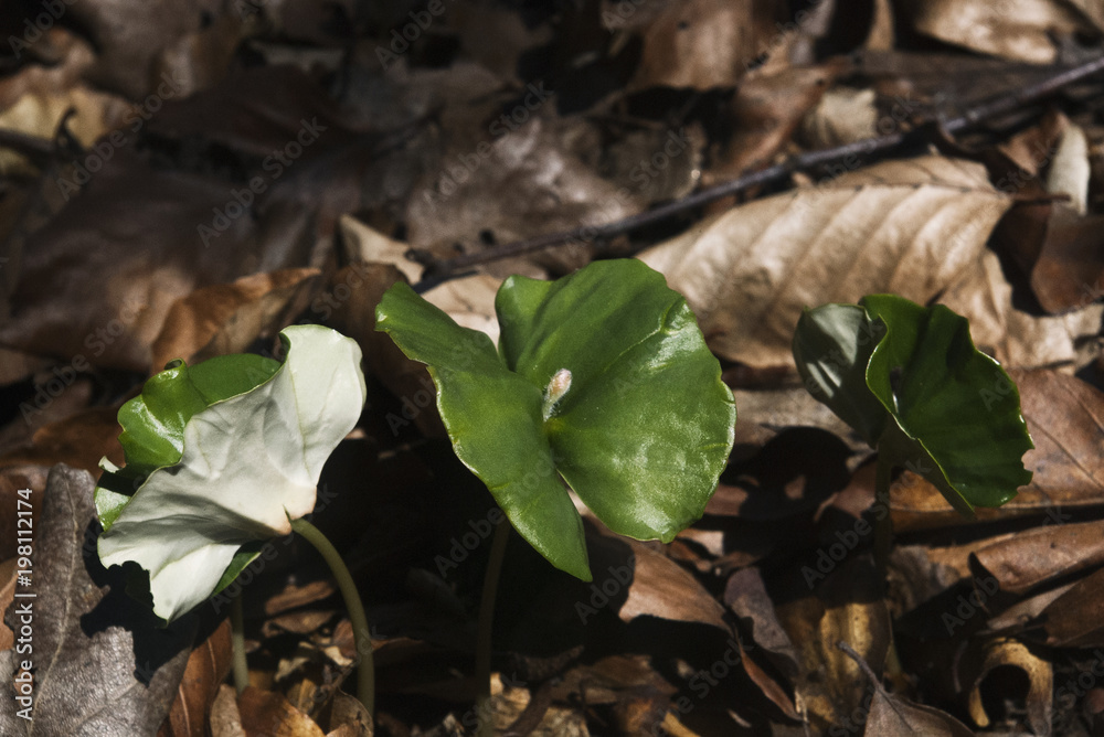 Naklejka premium Beechwood, bech sprouts