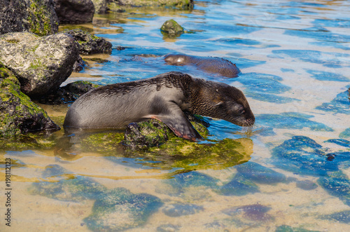 Gorgeous black baby sea lion in san cristobal galapagos islands