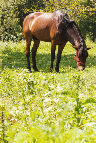 Attractive brown horse outdoor at sunny day