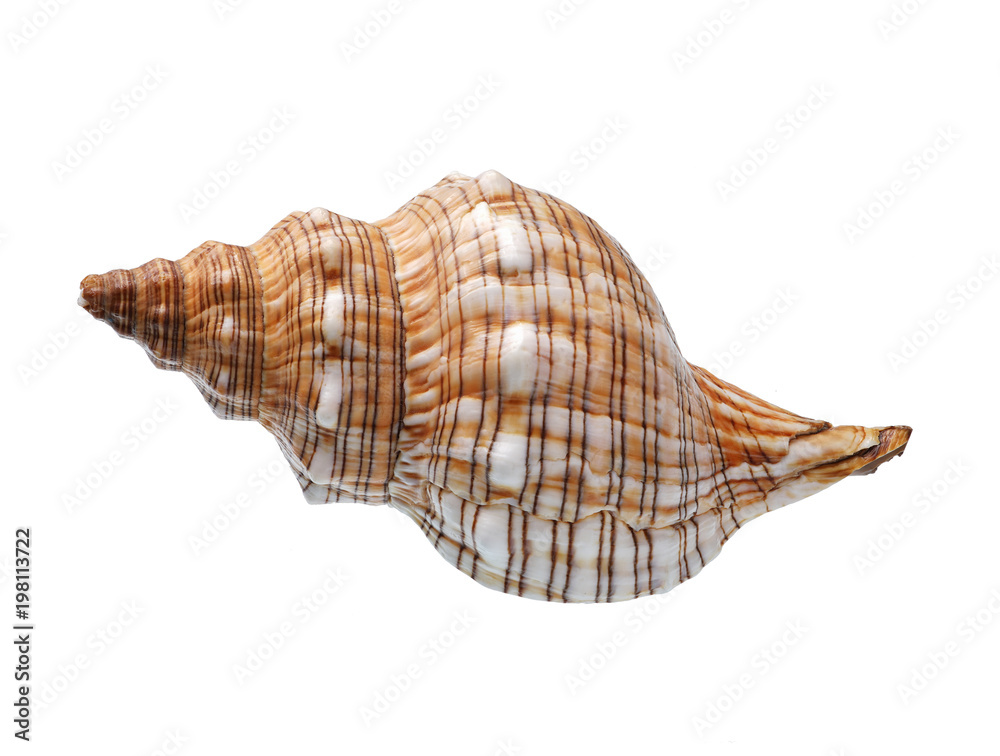 Seashell isolated on white background Seashell isolated on white background
