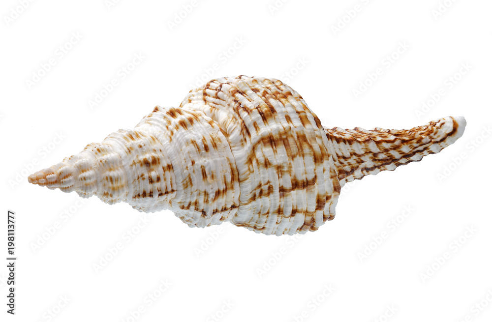Seashell isolated on white background Seashell isolated on white background