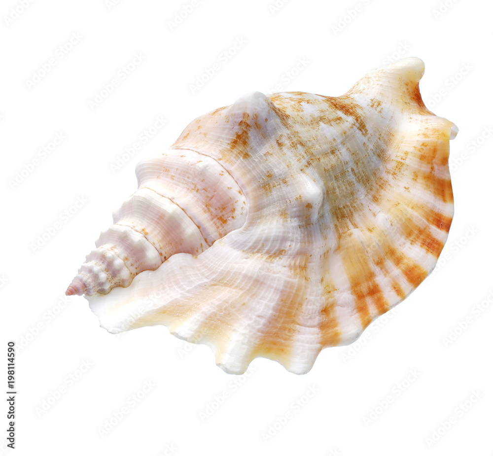 Seashell isolated on white background