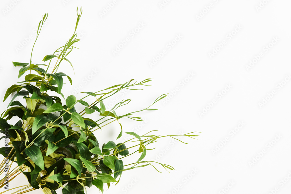 Greens, branch, leaves, tropical leaves, foliage isolated on white background with copy space, top view, close-up