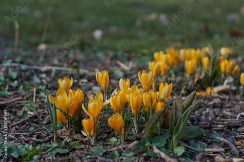 Crocusses in a park in the middle of munich photo