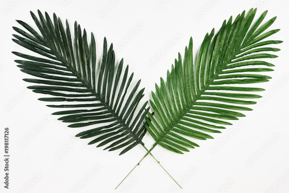 Tropical Leaves Background isolated on white, top view Tropical Leaves Background isolated on white, top view