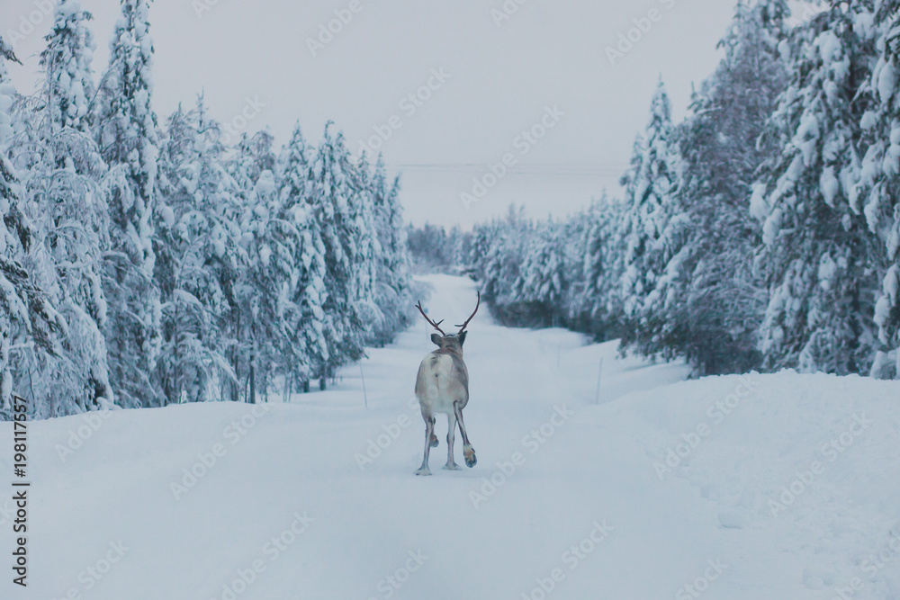 Obraz premium Group herd of caribou reindeers pasturing in snowy landscape, Northern Finland near Norway border, Lapland