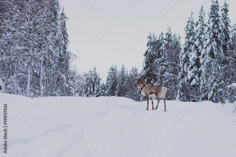 Group herd of caribou reindeers pasturing in snowy landscape, Northern Finland near Norway border, Lapland Group herd of caribou reindeers pasturing in snowy landscape, Northern Finland near Norway border, Lapland