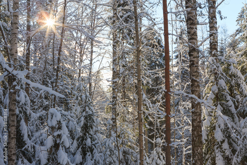 Fototapeta premium Snowy forest at sunny winter day in Finland