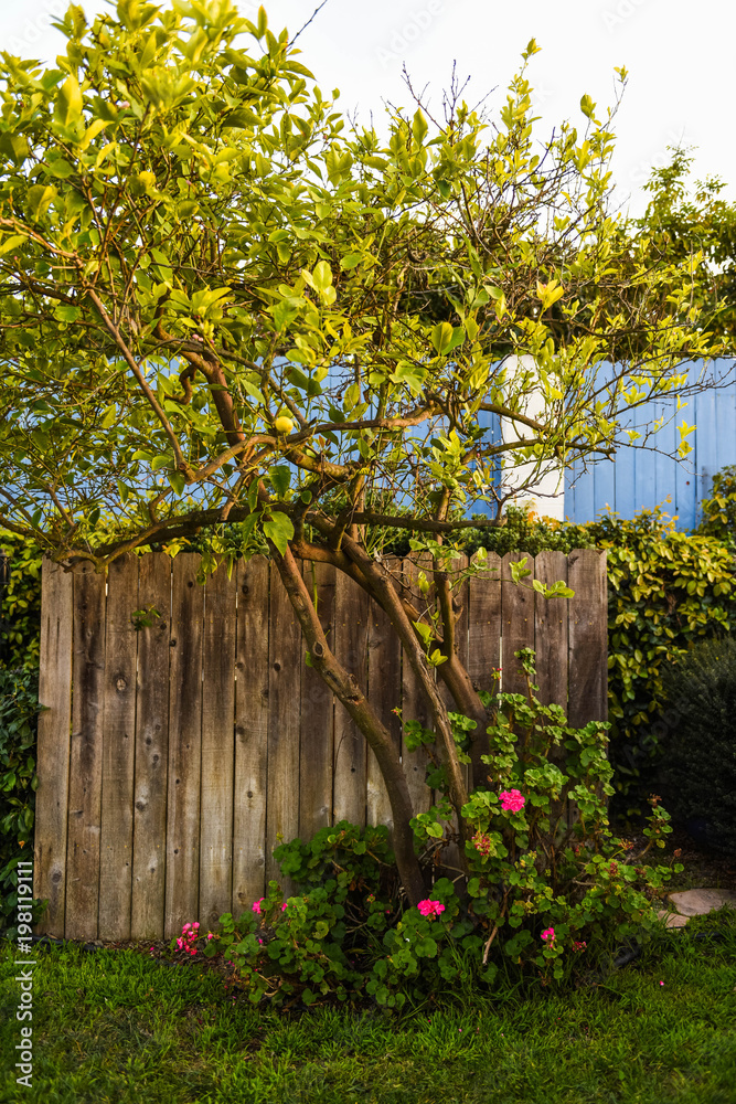 Fototapeta premium wooden fence and lemon tree 