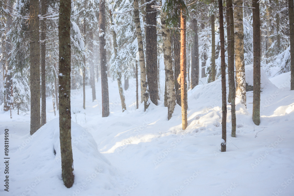 Snowy forest at sunny winter day in Finland Snowy forest at sunny winter day in Finland