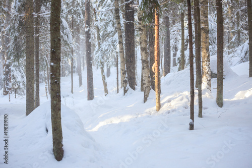 Snowy forest at sunny winter day in Finland