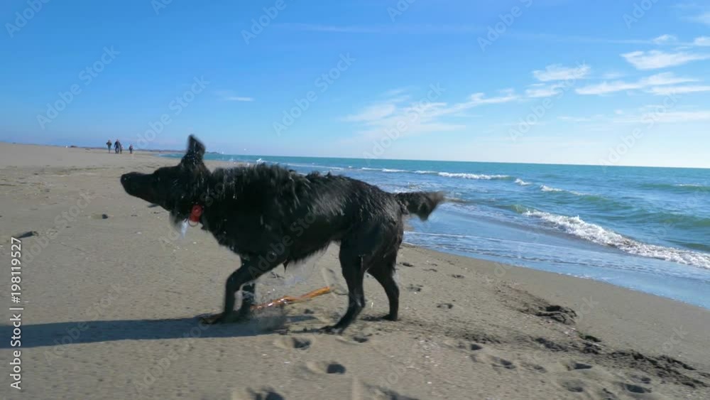 Black dog shaken out of the water on the beachnear the sea line Black dog shaken out of the water on the beachnear the sea line