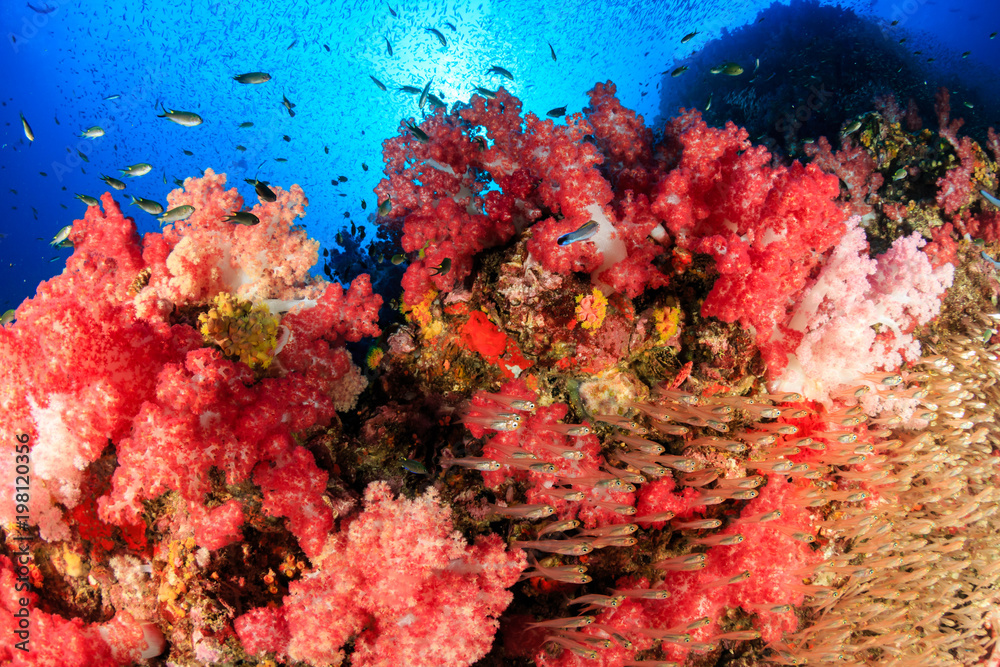 Tropical fish swarm around a brightly colored, healthy tropical coral reef (Richelieu Rock, Thailand)
