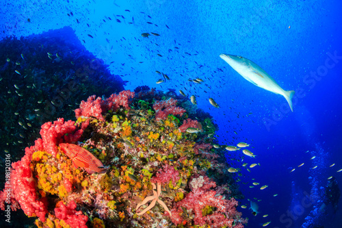 Tropical fish swarm around a brightly colored, healthy tropical coral reef (Richelieu Rock, Thailand)