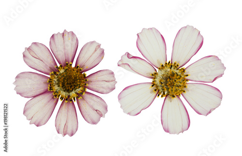 Pressed and dried flowers cosmos  isolated on white