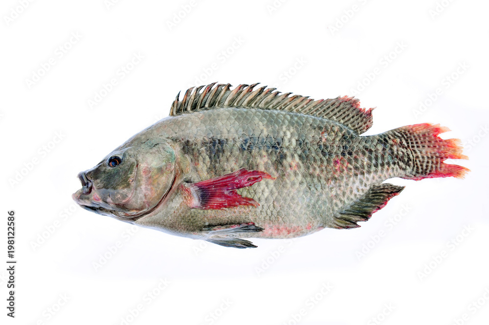 Fototapeta premium Tilapia on a white background
