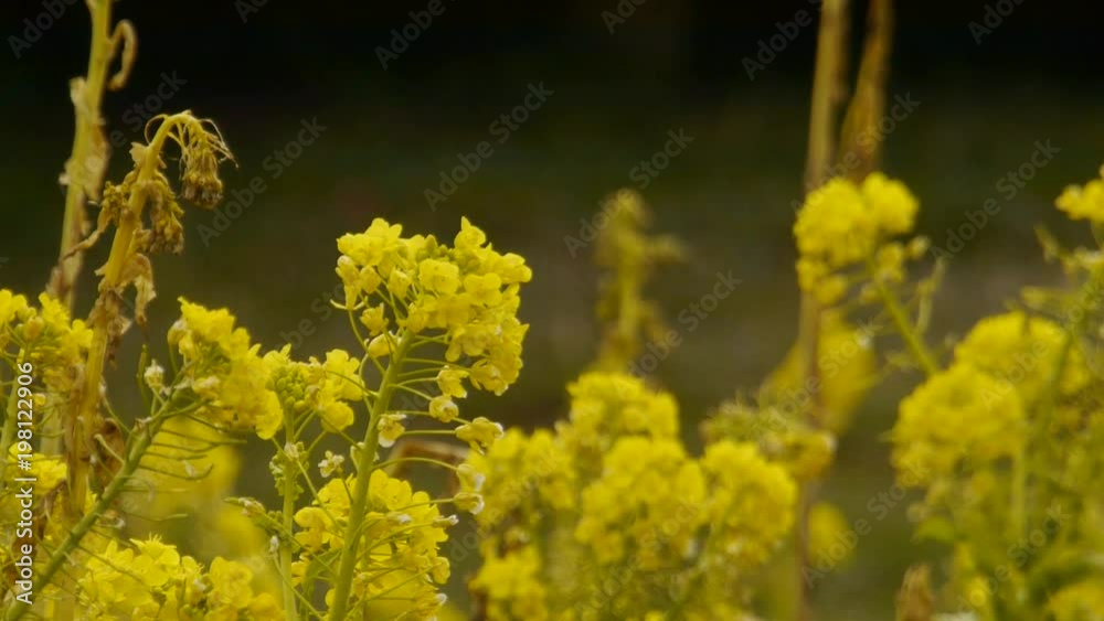 花 花
