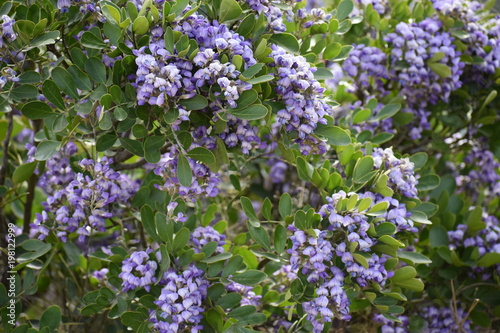 Purple Texas Mountain Laurel Bush Close Up