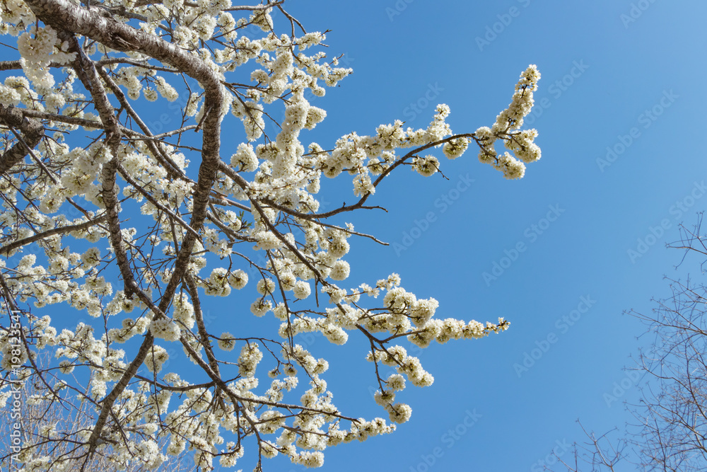 真っ白な桜のある風景 真っ白な桜のある風景