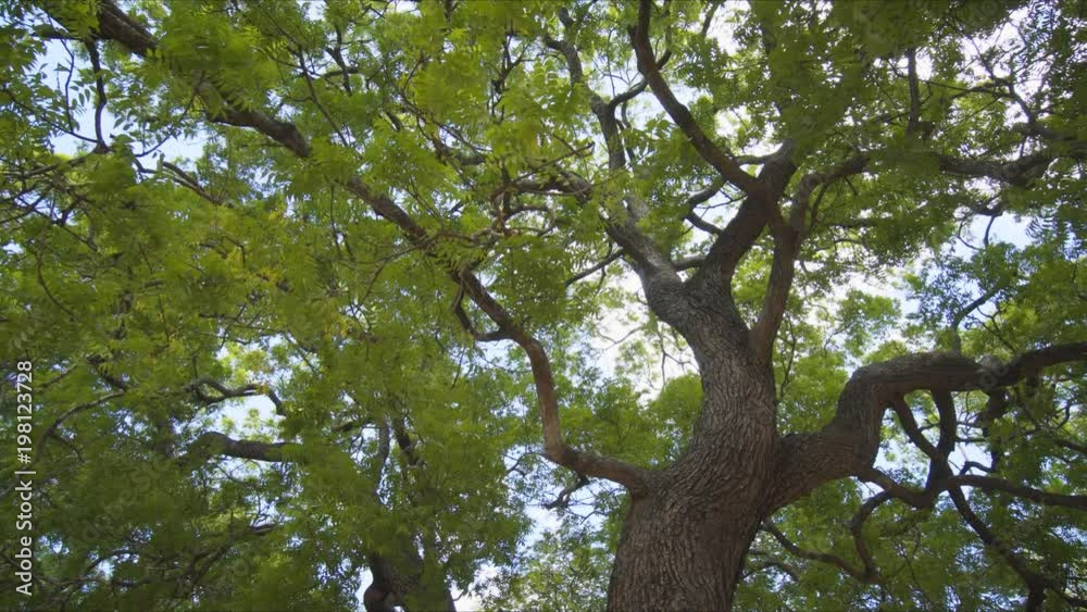 Crowns of large tropical trees. Sri Lanka Crowns of large tropical trees. Sri Lanka