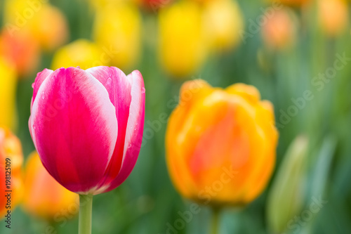 tulips blooming closeup in spring